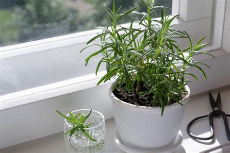 custom moisture meter rosemary|how to water rosemary indoors.